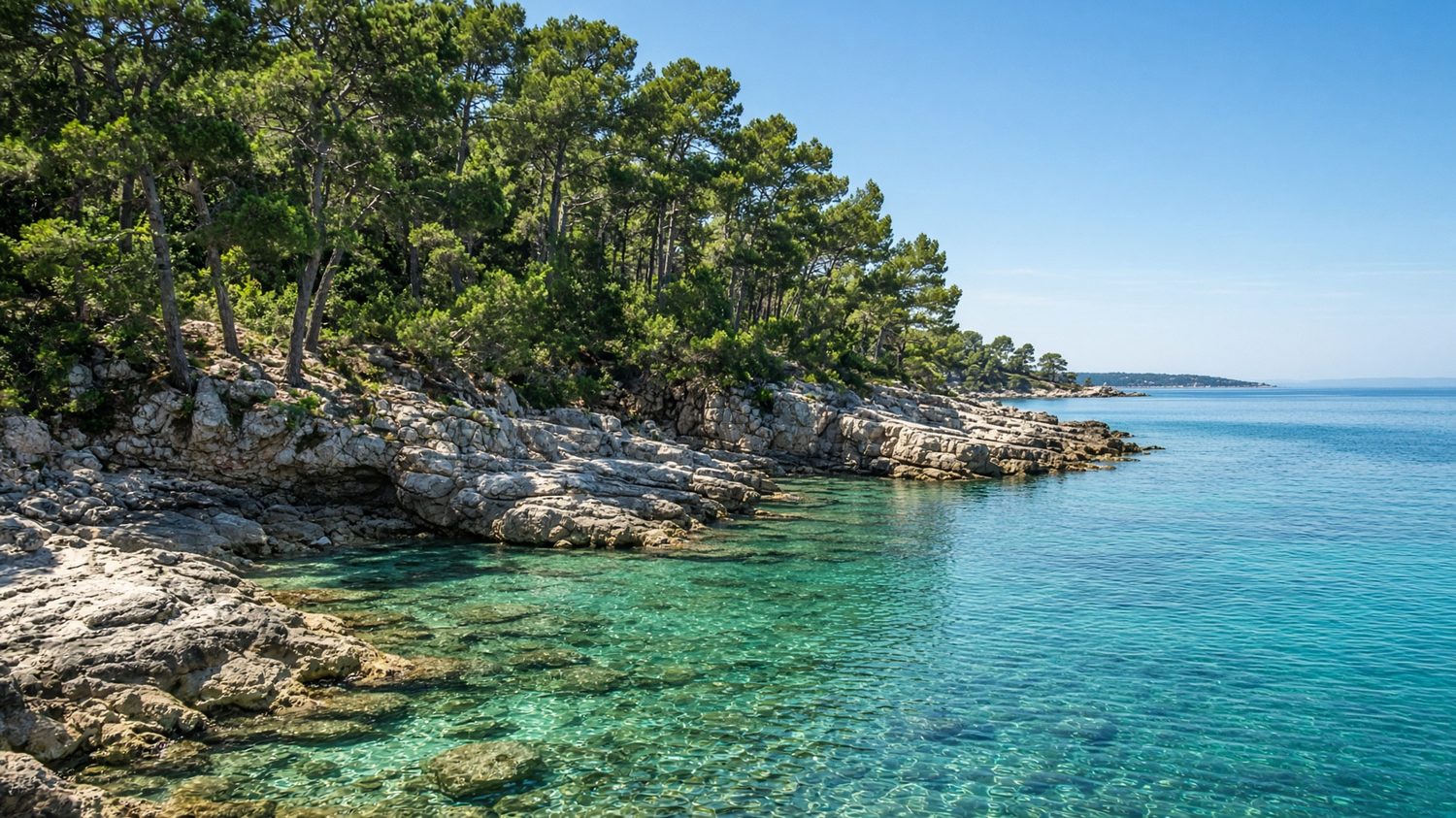 Gli scogli e la pineta di Punta Corrente